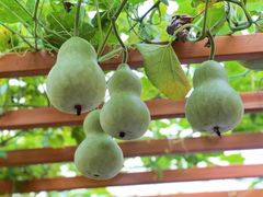 -中国天府农业博览园