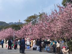 -南山植物园