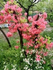 -南汇桃花村