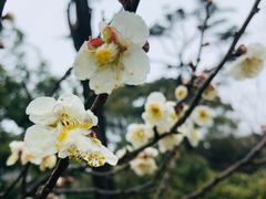 -无锡梅园公园