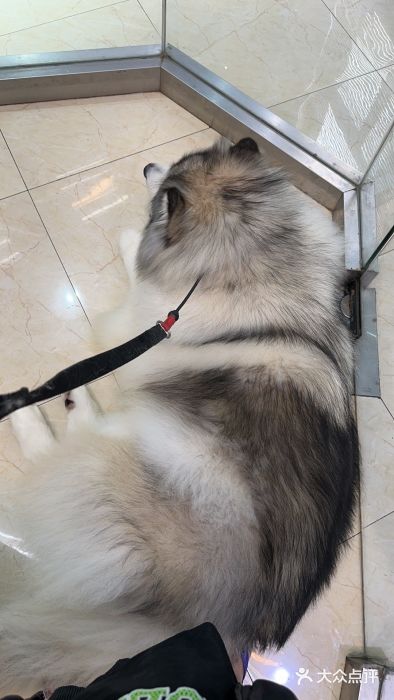 瑞派申生动物医院·24H夜诊·国际动物医疗中心·骨外科(吴中路店)图片