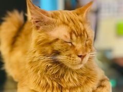 -猫小院猫主题咖啡厅(北锣店)