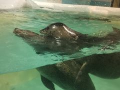 -大连圣亚海洋世界