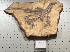 -辽宁古生物博物馆