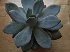 -耳语轻风专业采耳馆(古北花世界商业广场店)