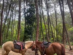 -铁山坪森林公园