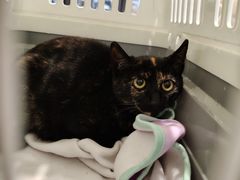 -宠物星动物医院·眼科·异宠·猫科(江南大道总院)