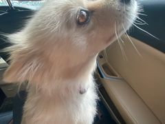 -爱侣宠医·鹦鹉专科·小型哺乳类·异宠专科(灵石路店)