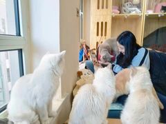 -鼓捣猫呢主题猫咖店
