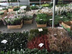 -龙大花卉苗木市场