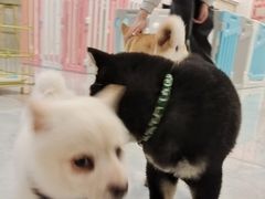 -柴犬小屋·柴餐厅·狗咖食堂(金鼎广场店)