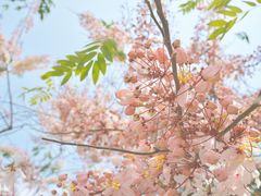 -深圳国际园林花卉博览园