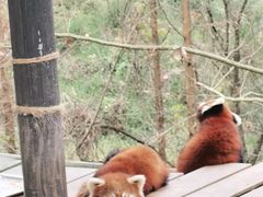 -都江堰中华大熊猫苑