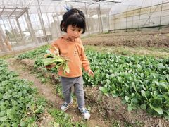 -前小桔亲子创意农场·草莓采摘·露营烧烤