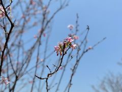 -中国科学院华南植物园