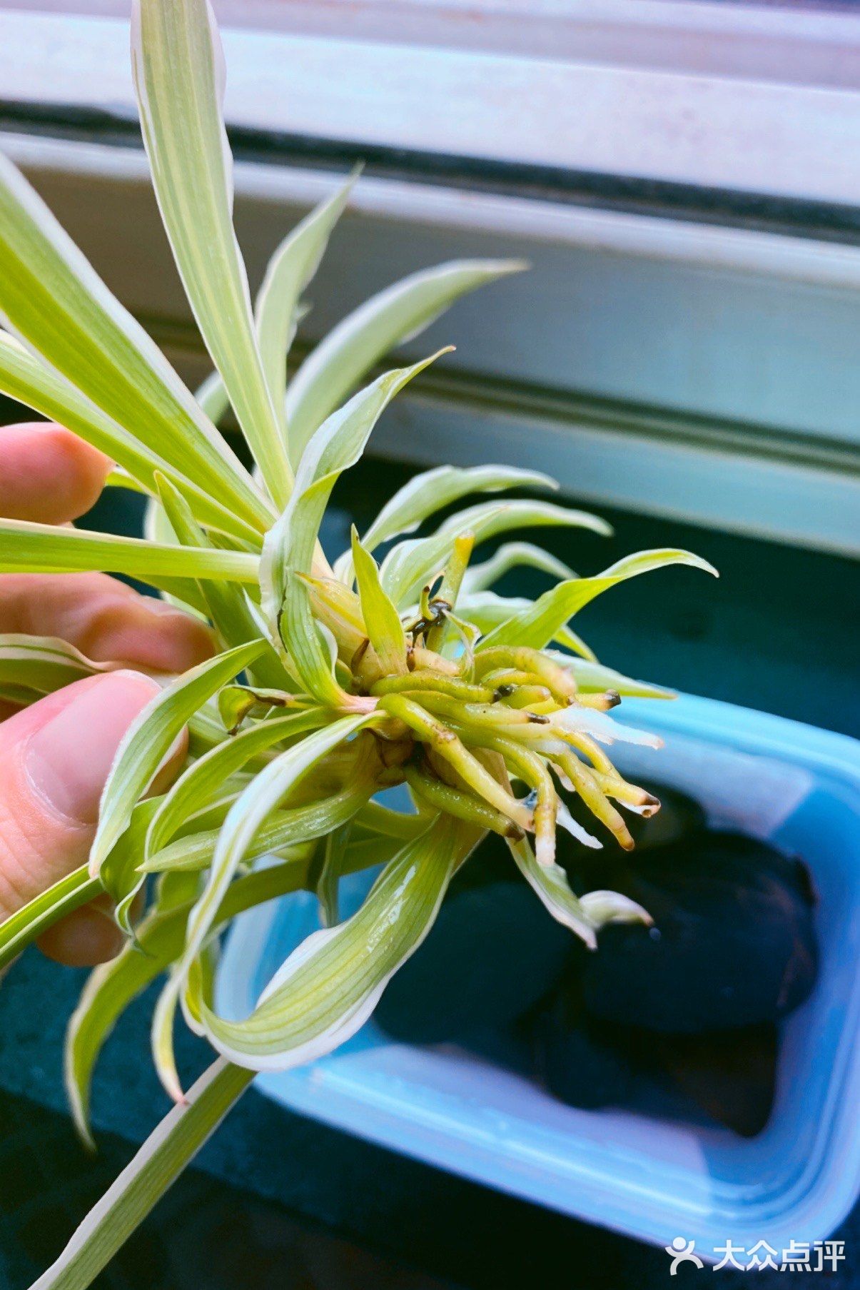 随拍 | 水培吊兰