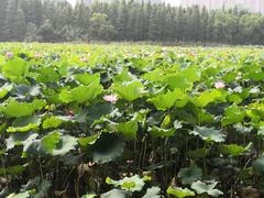 -艾溪湖湿地公园