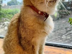 -猫小院猫主题餐厅(南锣旗舰店)