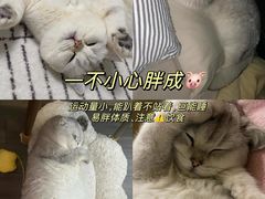 -猫十亿·布偶金渐层·曼基康矮脚猫舍(青年路店)