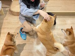 -南京Hallo宠物乐园·哈罗犬舍·柴犬繁育基地
