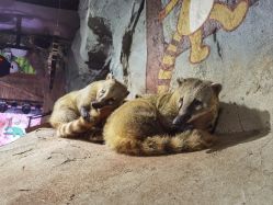 -Zoolung Zoolung动物主题公园(海信广场店)