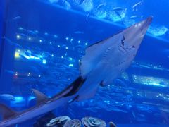 -成都浩海立方海洋公园