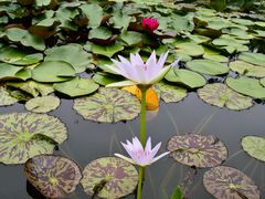 -国家植物园南园