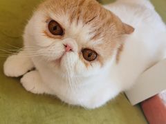 -滚猫咖啡·猫咖·猫友好撸猫(未来城店)