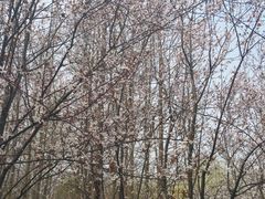 -自然谷恐龙园