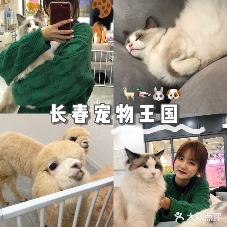 长春宠物王国|回吐口水的🦙