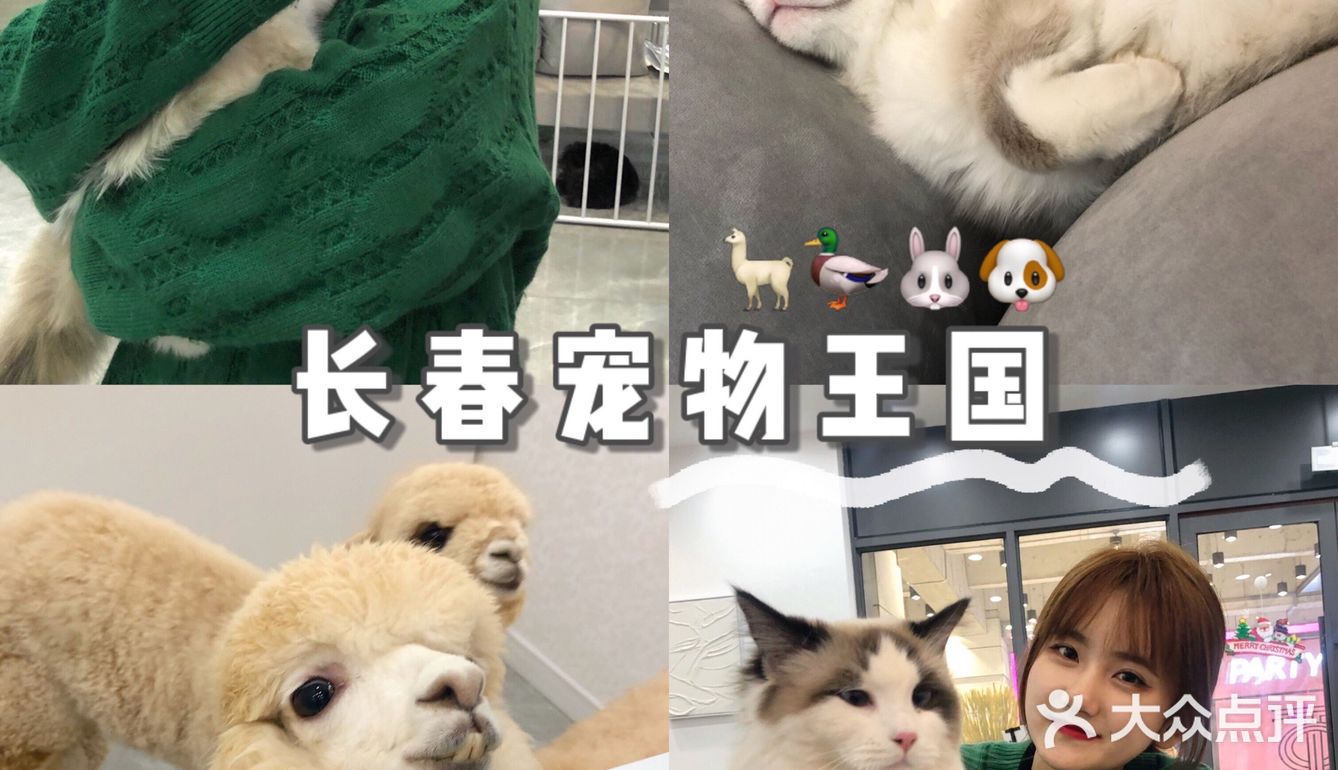 长春宠物王国｜回吐口水的🦙