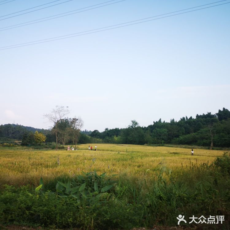 一场说走就走的金黄之旅