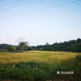 一场说走就走的金黄之旅
