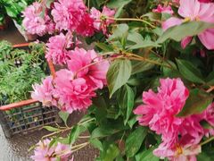 -哈尔滨道外花鸟鱼市场