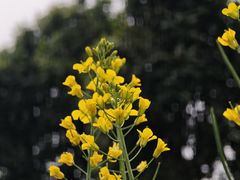 -光明小镇欢乐田园