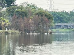 -海珠湖公园