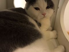 -猫域·湾主题猫咖·宠物吧(南坪城市广场店)