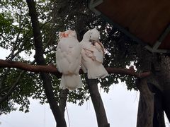 -广州长隆飞鸟乐园