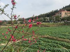 -红山村