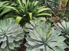 -北京植物园-展览温室