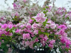 -深圳国际园林花卉博览园