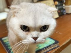 -有猫主题·治愈系猫咖(曾厝垵店)