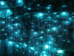 -怀托摩萤火虫洞