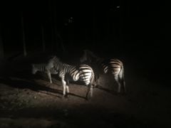 -清迈夜间动物园