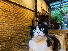 -杨桃院子咖啡吧(中华红墨店)