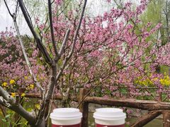 -南汇桃花村