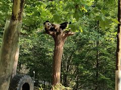-都江堰中华大熊猫苑