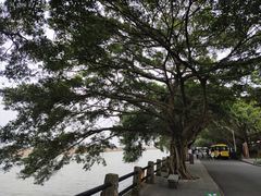 -大湾区中央湿地公园