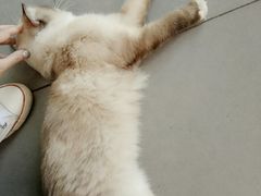 大堂-有猫主题·治愈系猫咖(曾厝垵店)