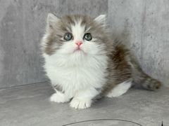 -小猫来了·猫舍(红山六九七九店)